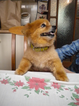 Nicki the wonder dog