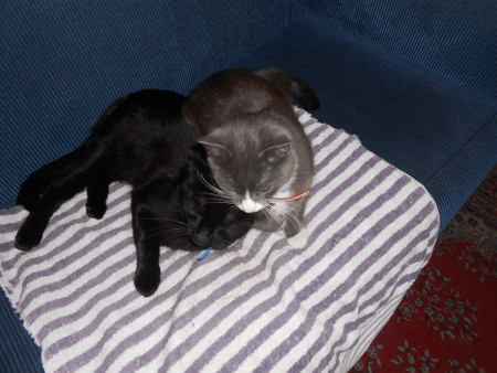 The real bosses - the cats