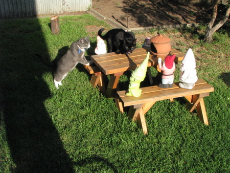 cats and gnomes