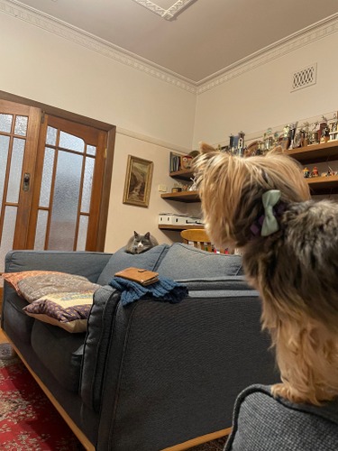 2023 Lucy having a standoff with Smokey